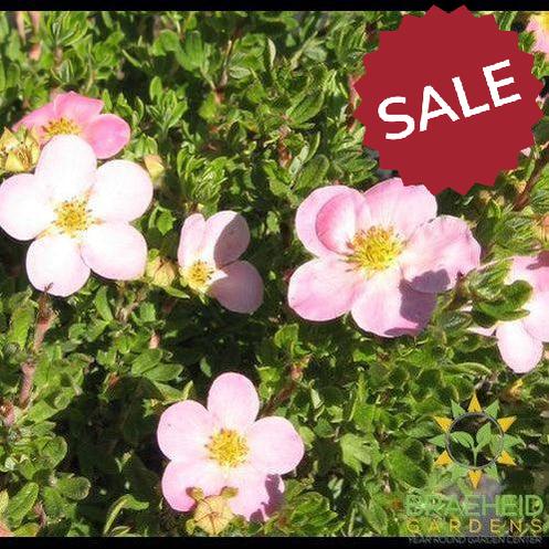 Pink Beauty Potentilla