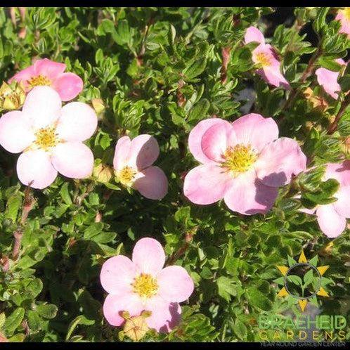 Pink Beauty Potentilla