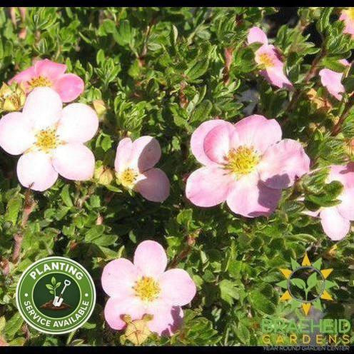Pink Beauty Potentilla