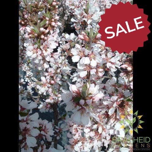 Pink Candles Nanking Cherry shrub