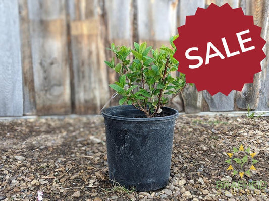 Pink Diamond Hydrangea