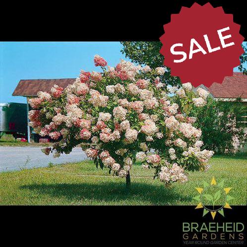 Pink Diamond Hydrangea