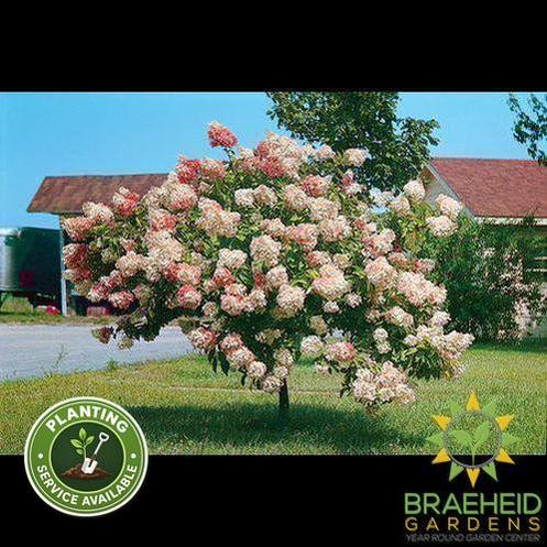 Pink Diamond Hydrangea