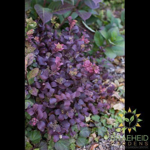 Pink Sparkler™ Birchleaf Spirea