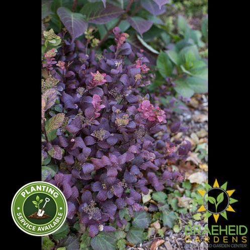 Pink Sparkler™ Birchleaf Spirea