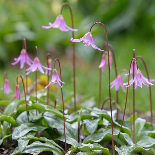 Pink Fawn Lily