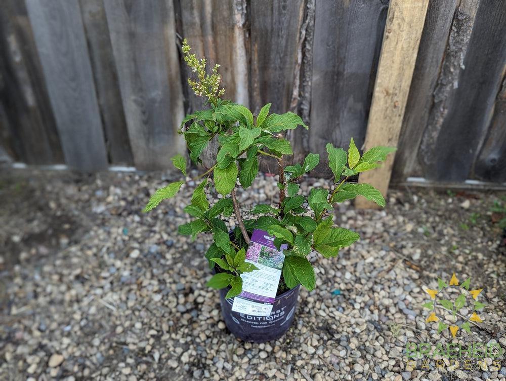 Pinktini™ Lilac