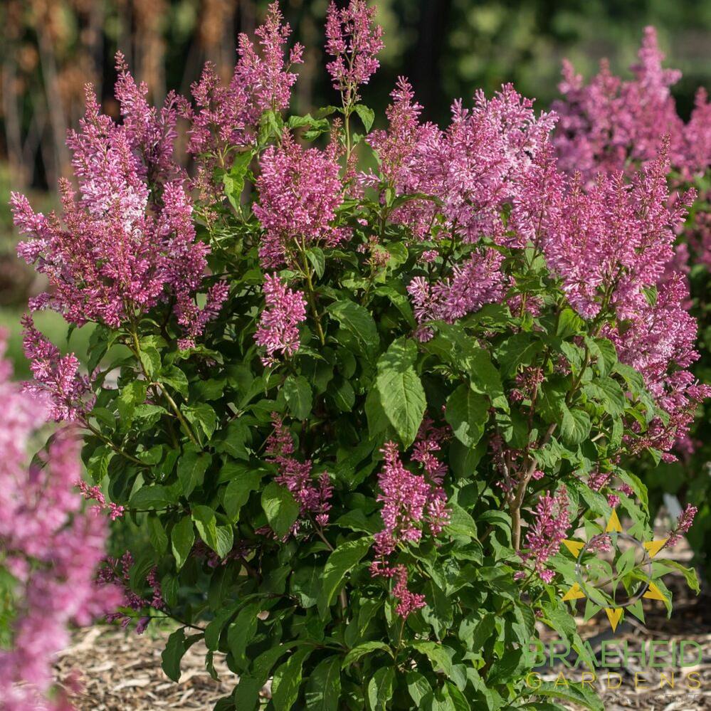 Pinktini™ Lilac