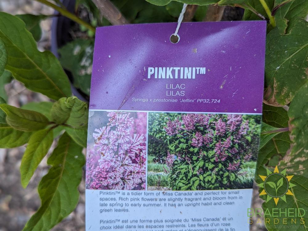 Pinktini™ Lilac