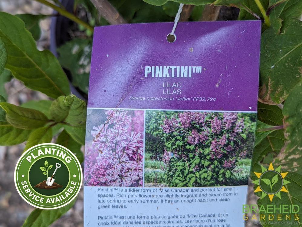 Pinktini™ Lilac