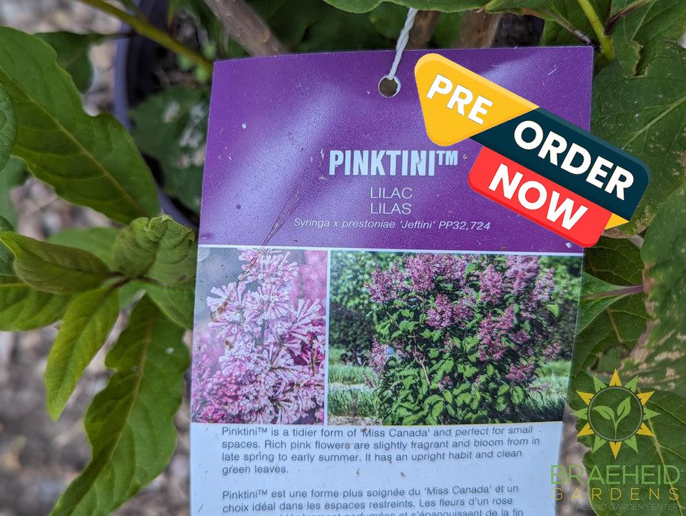 Pinktini™ Lilac