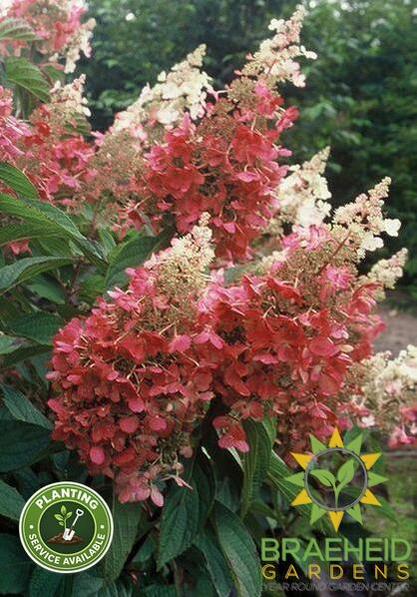 Pinky Winky® Hydrangea
