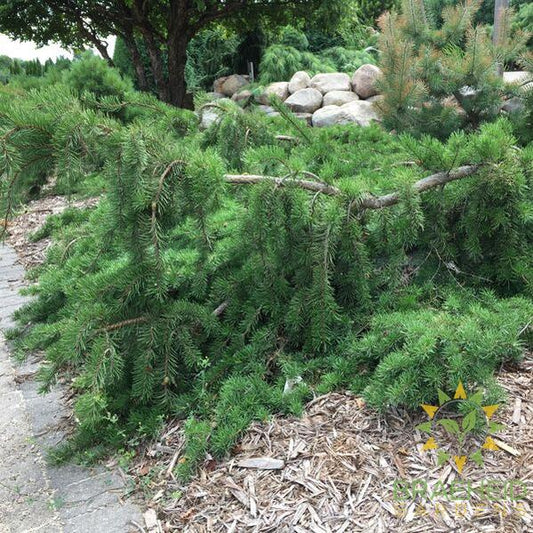 Uncle Fogy Jack Pine - NO SHIP