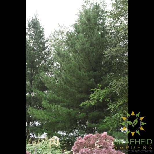 White Pine
