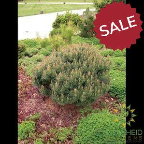 Dwarf Blue Scotch Pine