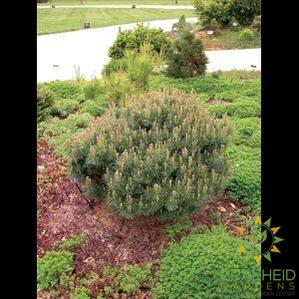 Dwarf Blue Scotch Pine