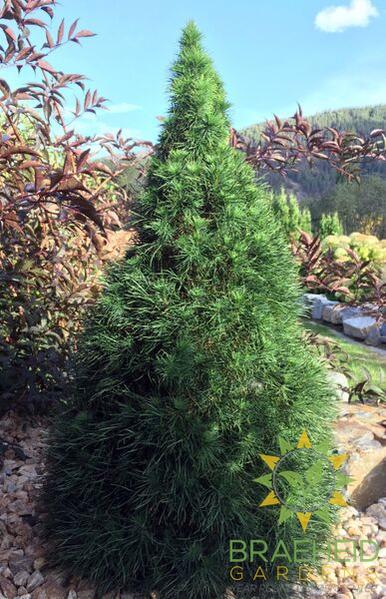 Green Penguin Scotch Pine