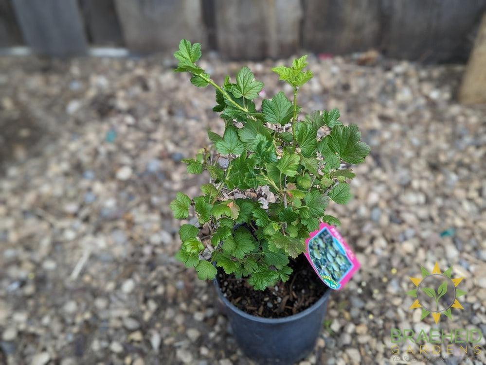 Buy Pixwell Gooseberry an Edible Shrub in Grande Prairie Alberta - Braeheid Gardens Ltd.