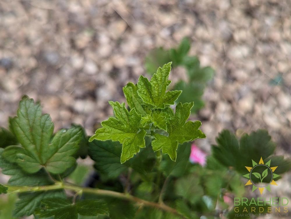 Buy Pixwell Gooseberry an Edible Shrub in Grande Prairie Alberta - Braeheid Gardens Ltd.