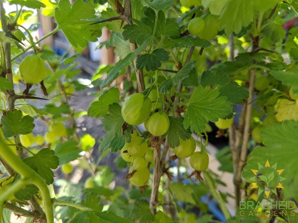 Buy Pixwell Gooseberry an Edible Shrub in Grande Prairie Alberta - Braeheid Gardens Ltd.