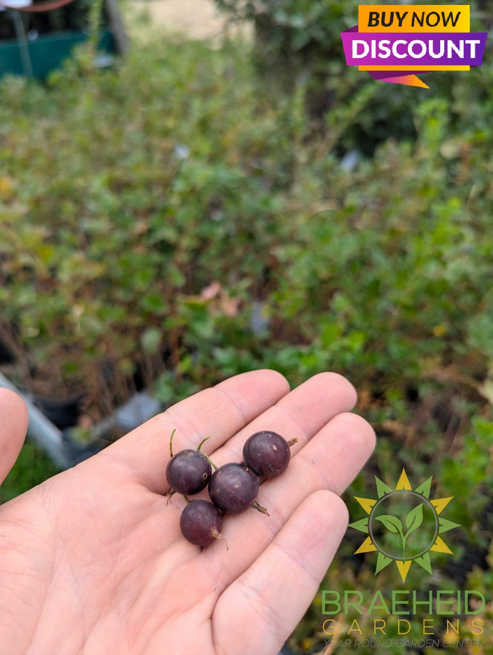 Pixwell Gooseberry