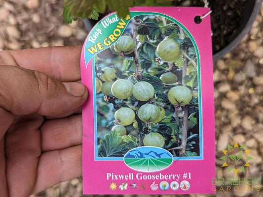 Buy Pixwell Gooseberry an Edible Shrub in Grande Prairie Alberta - Braeheid Gardens Ltd.