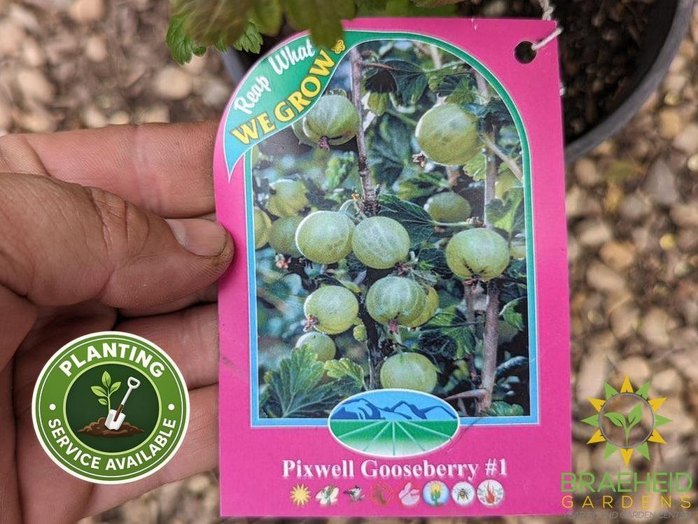 Buy Pixwell Gooseberry an Edible Shrub in Grande Prairie Alberta - Braeheid Gardens Ltd.