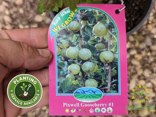Buy Pixwell Gooseberry an Edible Shrub in Grande Prairie Alberta - Braeheid Gardens Ltd.