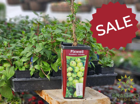 Buy Pixwell Gooseberry-Groseillier an Edible Shrub in Grande Prairie Alberta - Braeheid Gardens Ltd.