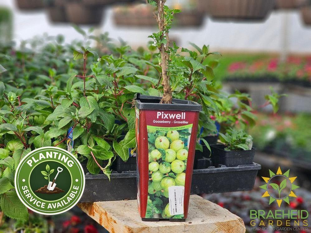Buy Pixwell Gooseberry-Groseillier an Edible Shrub in Grande Prairie Alberta - Braeheid Gardens Ltd.