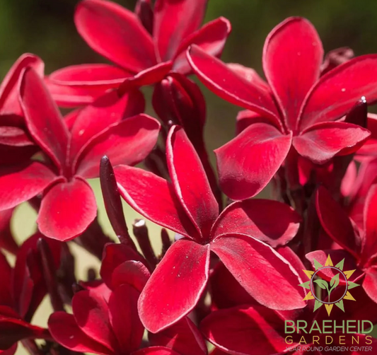 Plumeria Red Bordeaux