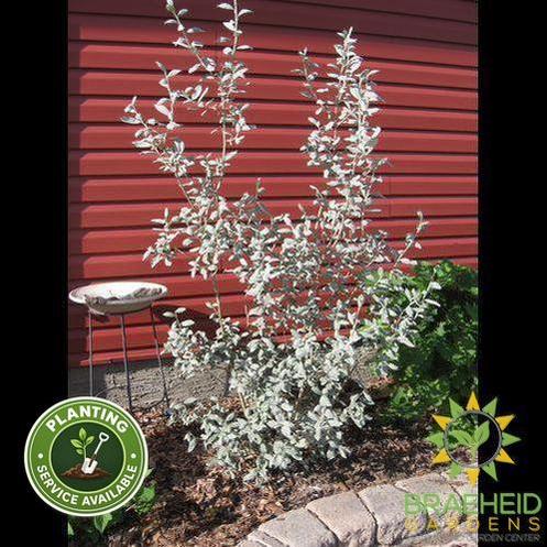 Polar Bear Willow