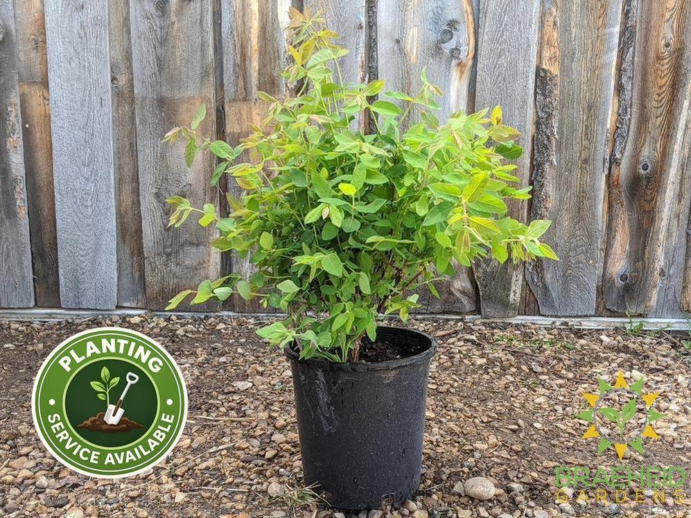 Buy Polar Jewel Haskap Berry an Edible Shrub in Grande Prairie Alberta - Braeheid Gardens Ltd.