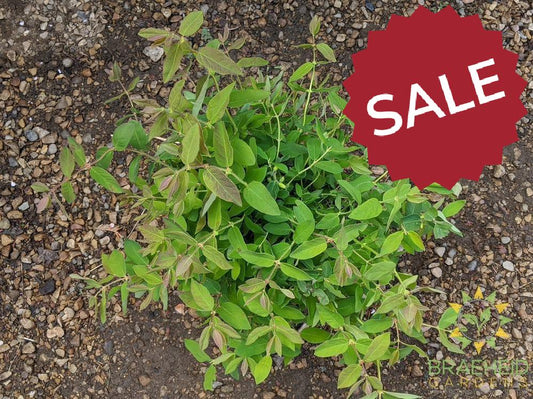 Buy Polar Jewel Haskap Berry an Edible Shrub in Grande Prairie Alberta - Braeheid Gardens Ltd.