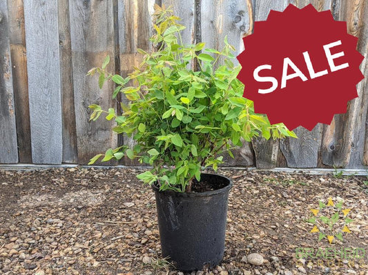 Buy Polar Jewel Haskap Berry an Edible Shrub in Grande Prairie Alberta - Braeheid Gardens Ltd.