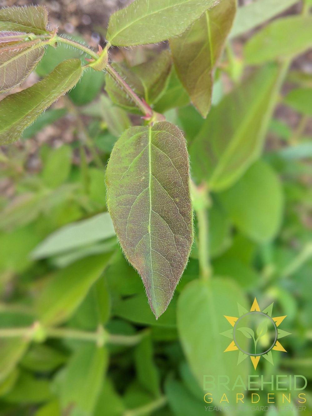 Buy Polar Jewel Haskap Berry an Edible Shrub in Grande Prairie Alberta - Braeheid Gardens Ltd.