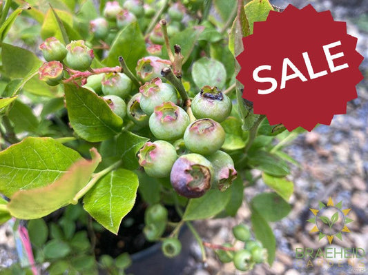 Buy Polaris Blueberry an Edible Shrub in Grande Prairie Alberta - Braeheid Gardens Ltd.