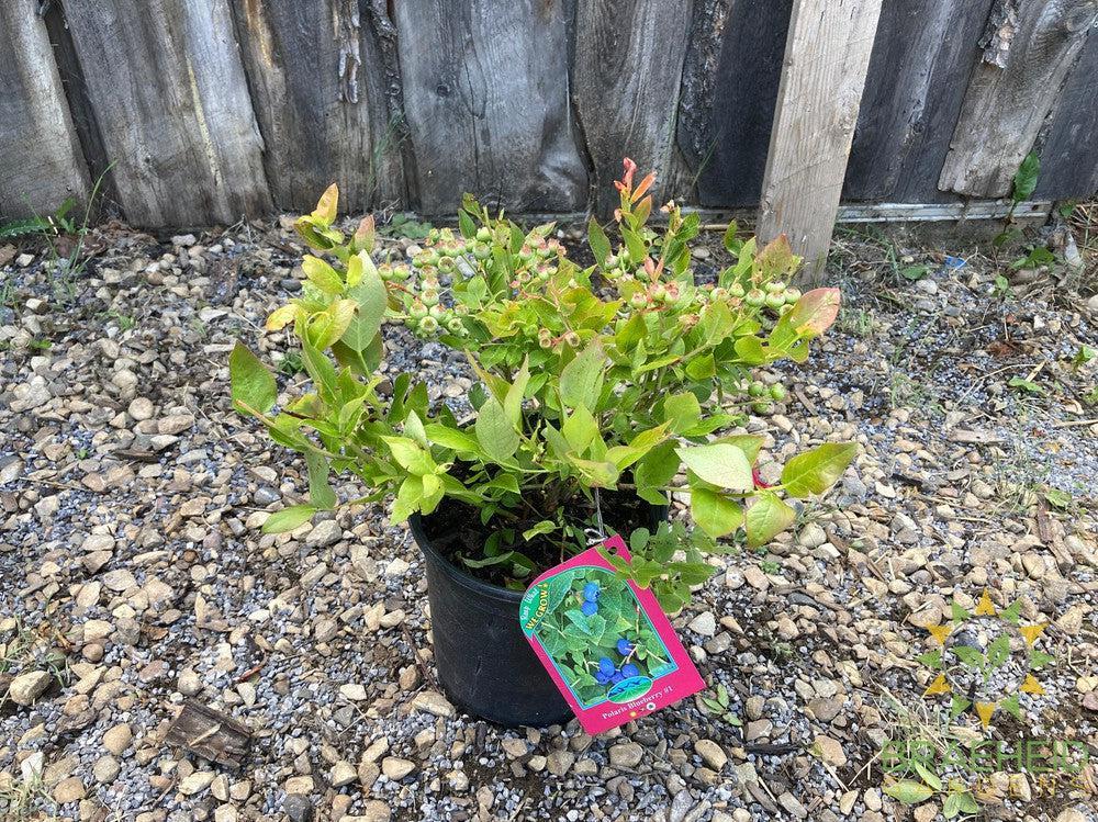 Buy Polaris Blueberry an Edible Shrub in Grande Prairie Alberta - Braeheid Gardens Ltd.