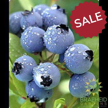 Buy Polaris Blueberry an Edible Shrub in Grande Prairie Alberta - Braeheid Gardens Ltd.