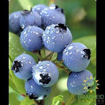 Buy Polaris Blueberry an Edible Shrub in Grande Prairie Alberta - Braeheid Gardens Ltd.