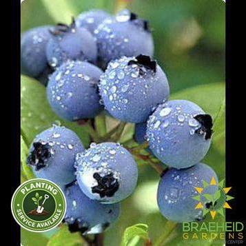 Buy Polaris Blueberry an Edible Shrub in Grande Prairie Alberta - Braeheid Gardens Ltd.