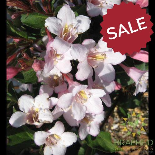 Polka Weigela
