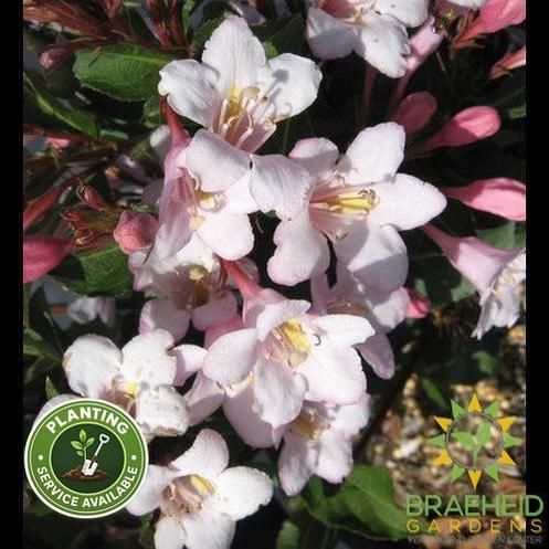 Polka Weigela