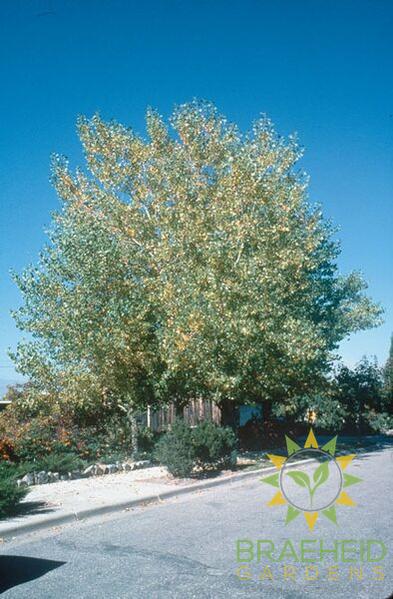 Tristis Poplar