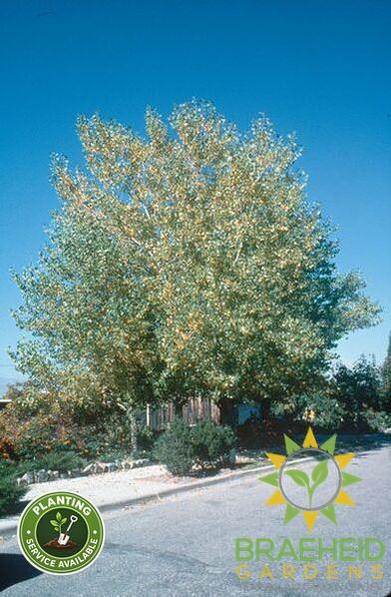 Tristis Poplar