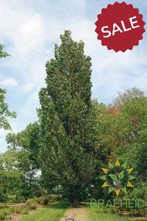 Prairie Sky Poplar- Tree for sale, Grown in Grande Prairie -Braeheid Gardens Ltd. on Emerson Trail