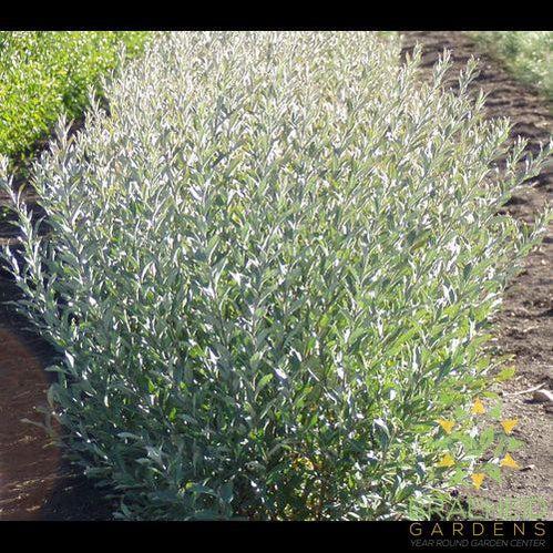 Powderface Willow