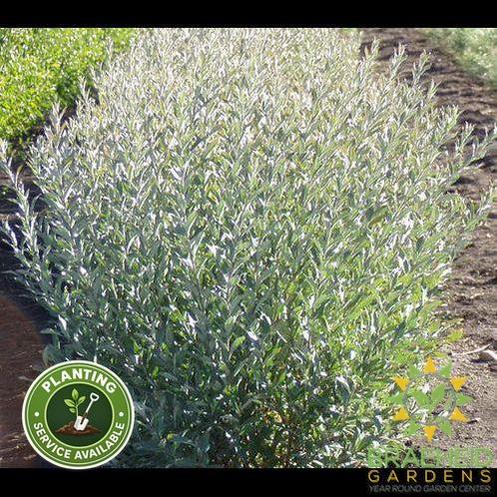 Powderface Willow