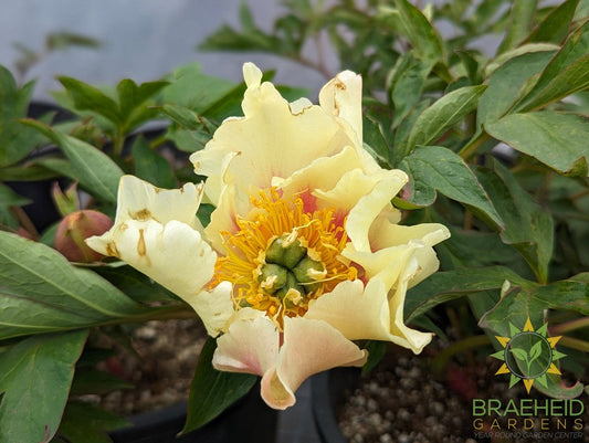 Prairie Charm Itoh Peony