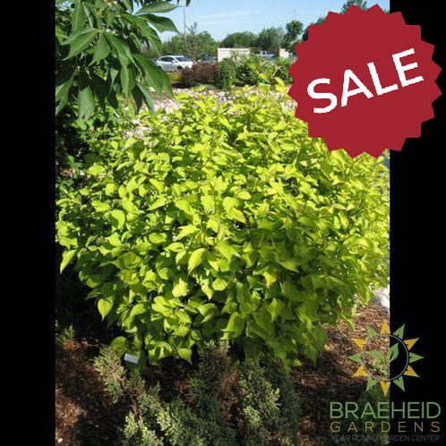 Prairie Fire Dogwood